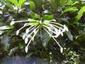 Posoqueria latifolia